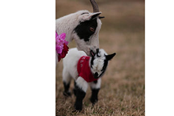 mama-baby-goat