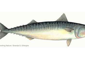 atlantic-mackerel