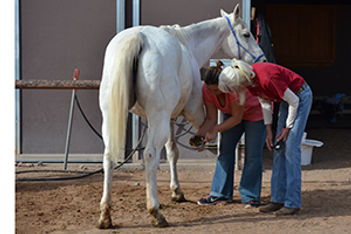 tamaya-horse-rehabilitation-volunteers