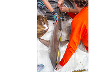 CSR-shark-tagging-activity