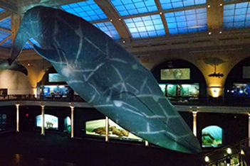 stortz-lighting-waves-whale