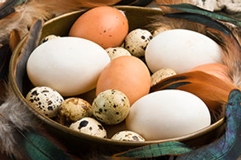quail ducks eggs-gettyimages-468767896