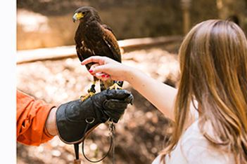 falconry-demonstration