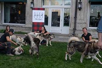 activity-with-sled-dogs
