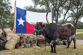 hyatt-hill-country-longhorn
