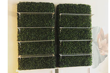 boxwood-dessert-wall-parties-and-props