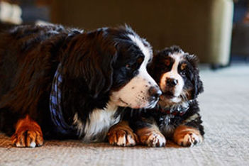 bernese-mountain-dogs-event-meeting-breaks