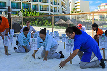 seaturtle-activity-panama-jack-resorts-cancun-mexico