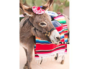 Burro Bartenders