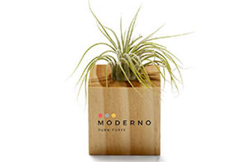 No-Fuss Greenery
