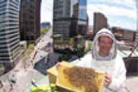 The Brown Palace's beekeeper thumbnail