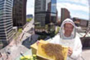 The Brown Palace's beekeeper thumbnail