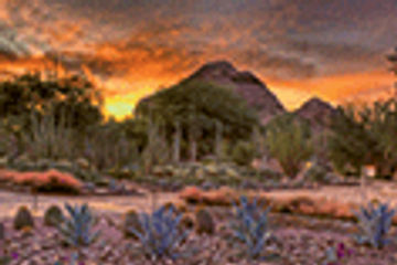 Phoenix's Desert Botanical Garden