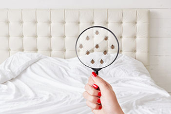 Infestations: Top U.S. Cities for Bed Bugs