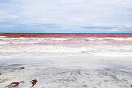 Toxic Red Tide Fades from Florida Waters