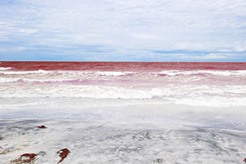 Toxic Red Tide Fades from Florida Waters