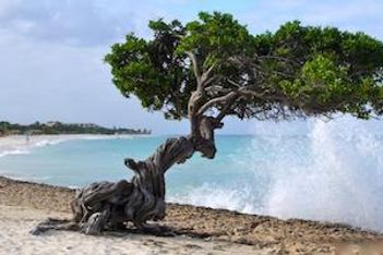 Hilton's Embassy Suites Brand Plans Aruba Debut
