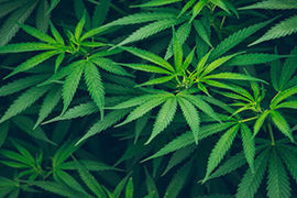 What Cannabis Legalization Means for Meetings