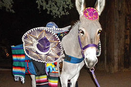 Mija the Beer Donkey