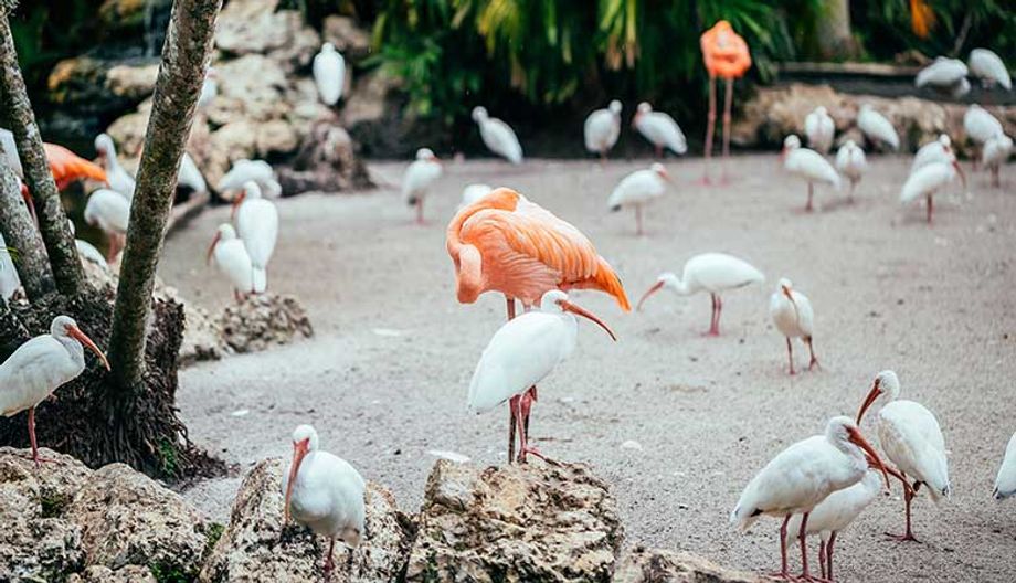 flamingo-gardens-fort-lauderdale