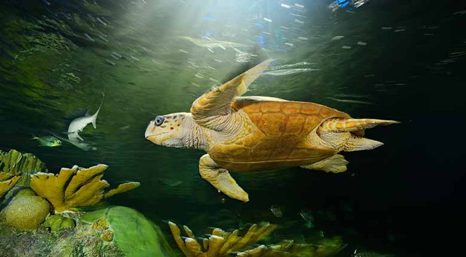 New England Aquarium Brian-Skerry