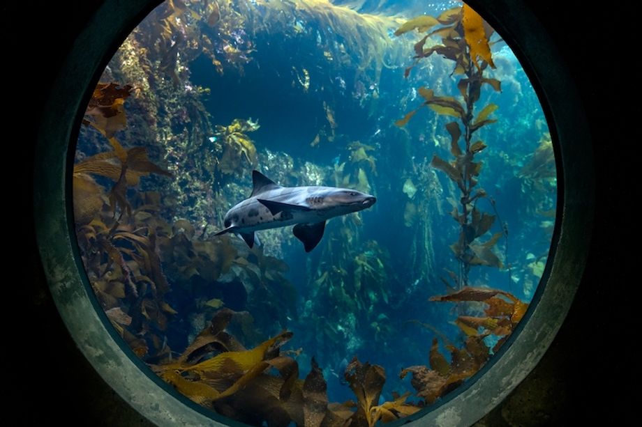Monterey-Bay-Aquarium
