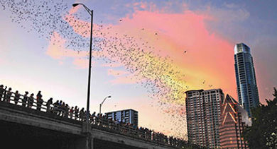 Congress Avenue Bridge Congress Avenue Bridge