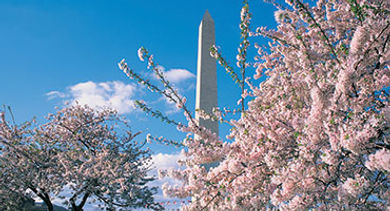 Washington Monument cherry blossoms