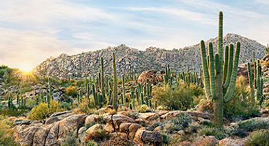 Scottsdale desert landscape