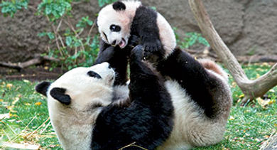 San Diego Zoo pandas