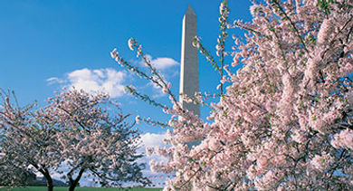 nations capital Washington DC cherry blossoms