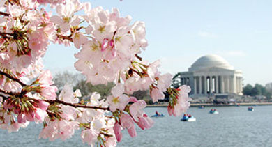 Cherry Blossoms Tidal Basin