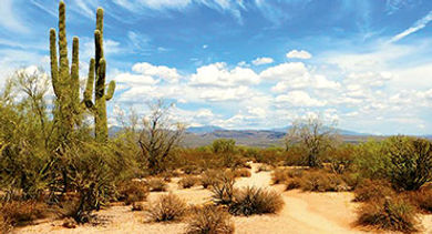 Sonoran Desert Sonoran Desert