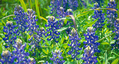 Texas-blue-bonnets-photograph-steve-moore
