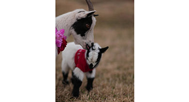 mama-baby-goat