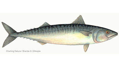 atlantic-mackerel