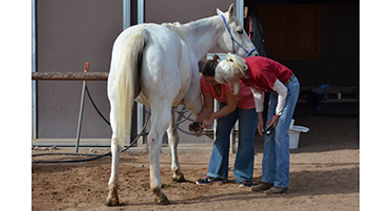 tamaya-horse-rehabilitation-volunteers