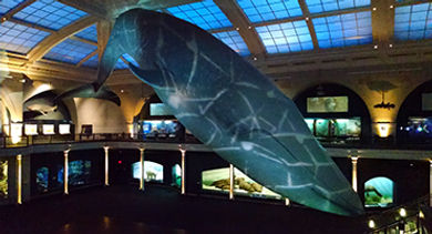 stortz-lighting-waves-whale