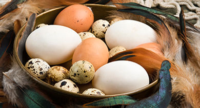 quail ducks eggs-gettyimages-468767896