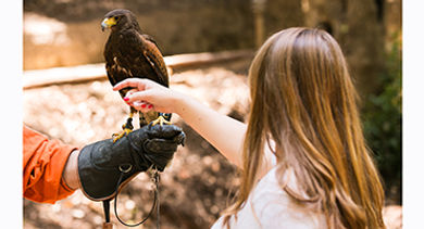 falconry-demonstration