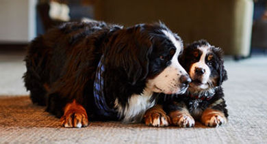 bernese-mountain-dogs-event-meeting-breaks