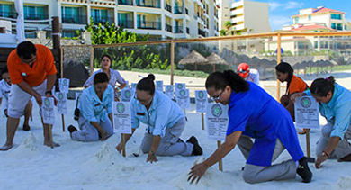 seaturtle-activity-panama-jack-resorts-cancun-mexico