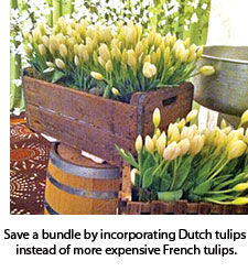 Dutch tulips