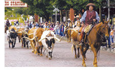 Cattle parade at Ft Worth