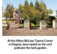 Bee hives at Hilton McLean Tysons Corner