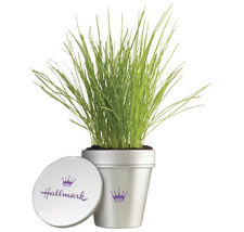 Office Dirt desk plant