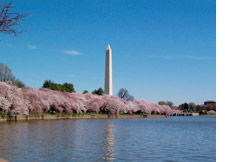 cherry trees