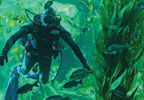 CSC diver