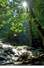 Bukit Lagong Forest Reserve.