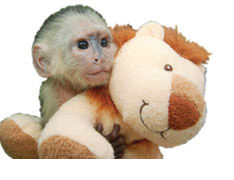 Capuchin Monkey at Jungle Island